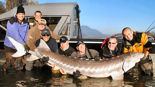 Giant White Sturgeon